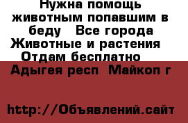 Нужна помощь животным попавшим в беду - Все города Животные и растения » Отдам бесплатно   . Адыгея респ.,Майкоп г.